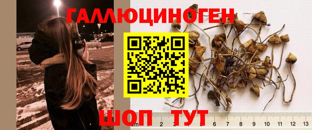 где купить наркоту  Вход с VPN  Новотроицк  Галлюциногенные грибы прущие грибы  Псилоцибиновые грибы прущие грибы 